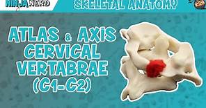 Atlas & Axis Cervical Vertebrae (C1-C2) Anatomy