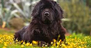 The 9 Best Newfoundland Dog Breeders In The United States