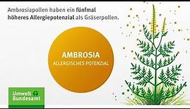 Ambrosia: Eine hochallergene Pflanze breitet sich aus