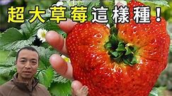 掌握4点，教你种出巨无霸草莓，一个吃饱！多年草莓种植经验精辟总结，新手一定要收藏！|Strawberry in pots|イチゴの鉢植え【手艺人飞羽】
