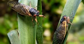 WATCH: Your cicada emergence 2021 questions, answered