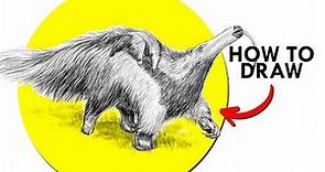 How To Draw A Giant Anteater