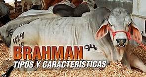 Ganado BRAHMAN ROJO Y BLANCO Características