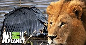 Los depredadores de África en acción | Ríos de África | Animal Planet