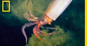 The Amazing Squid | Nat Geo Live