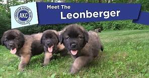 AKC's Meet the Leonberger