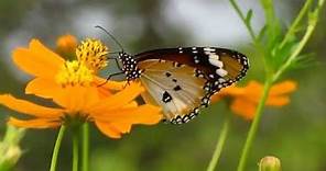 Plain Tiger Butterfly or African Monarch (Danaus chrysippus)