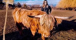 Highland Cattle y mi esposa escocesa