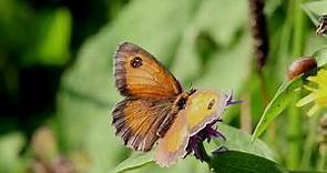 Farfalle delicate e creature del Parco Dolomiti Friulane