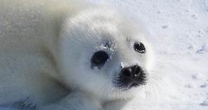 Baby Seals are in Danger