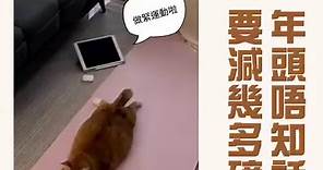 香港討論區 - 食埋呢兩個星期 😸下年再重頭開始算啦～～ #肥貓 #黃貓 #香港討論區 #Discusshk...