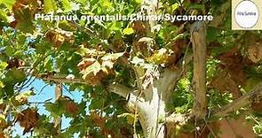 Chinar Tree/Sycamore Tree/Platanus orientalis