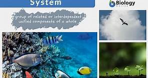 System - Definition and Examples - Biology Online Dictionary