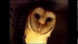 Barn Owl hissing