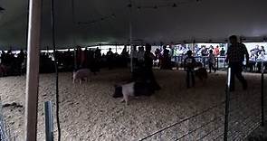 Hog Show at the Alpena County Fair
