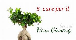 Ficus Ginseng - 5 consigli utili per la sua coltivazione