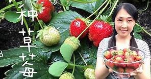【种植15】草莓种植全攻略--草莓種植方法，土壤和施肥，防蟲防鳥 How to plant /grow strawberries
