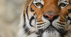 Animali. Le Tigri