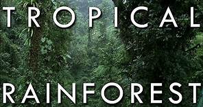 The Tropical Rainforest Climate - Secrets of World Climate #1