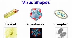Introduction to Virology and Viral Classification