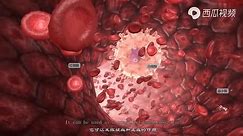 超酷医学视频 血细胞的分类与功能！
