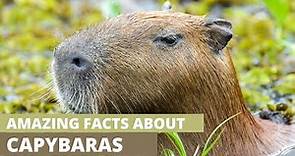 Amazing facts about capybara