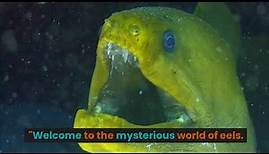 The Mysterious Lives of Eels: 10 Astonishing Facts