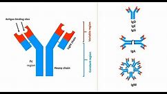 Antibodies: Structures, types and functions
