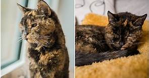 World’s oldest cat confirmed at almost 27 years old