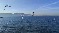 土耳其马尔马拉海上的海鸥4K视频