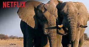 The Ivory Game | Das Elfenbein-Komplott – Offizieller Trailer | Netflix Dokumentation I Netflix