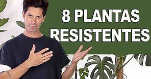 8 🌿 PLANTAS de INTERIOR FÁCILES de Cuidar 💚 [MUY RESISTENTES!!!] (para PRINCIPIANTES) ✅