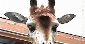 Geoffrey, the animatronic giraffe that Stan Winston Studio made for a Toys R Us commercial.