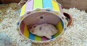 The benefits of a hamster wheel
