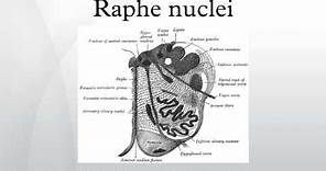 Raphe nuclei