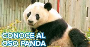 Cómo viven los osos Panda | Vídeos de animales para niños