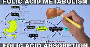 Folic Acid Metabolism | Folate Cycle