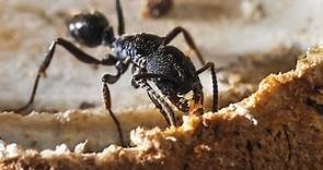 Carpenter Ant Preparation Steps - Abell Pest Control.