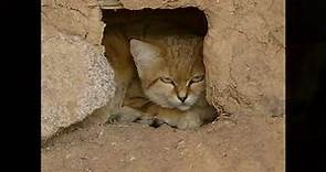 Felis margarita - Кіт барханний - sand cat