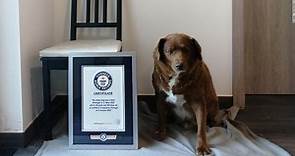 Guinness World Records names world's oldest dog to ever live (February 2023)