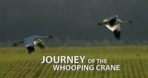 Journey of the Whooping Crane
