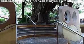 彩雲邨地標榕樹王 Choi Wan Estate Landmark Old Banyan Tree, mhp2238 #彩雲邨地標 #彩雲邨大榕樹 #彩雲邨 #choiwanestate