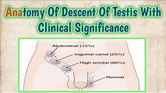 Anatomy Of Descent Of Testis With Clinical Significance