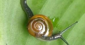 Snails In the Rain||Rainy season snail||Snails on the go!!Snail on the go||Snails moving on leaves.