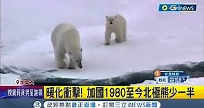 誰來保護瀕臨滅絕的北極熊...全球暖化衝擊 加拿大北極熊5年少近3成 融冰衝擊"北極熊之都" 數量銳減3成│記者 林羿含｜【國際局勢】20221225│三立iNEWS
