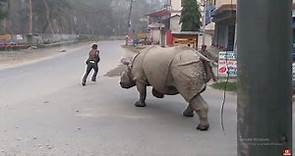 Rhino Attack on the street| Rhino attack on the road| jungle safari in Nepal| Nepal wildlife tour|