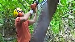 Professional lumberjacks instruct how to cut leaning trees