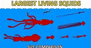 Largest Squids - Size Comparison - Real Life Sea Monsters!