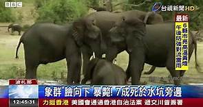 詭!死前繞圈踱步非洲400頭大象離奇亡