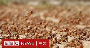 肺炎疫情：數億蝗蟲襲東非 新冠拖累殺蟲效率－ BBC News 中文